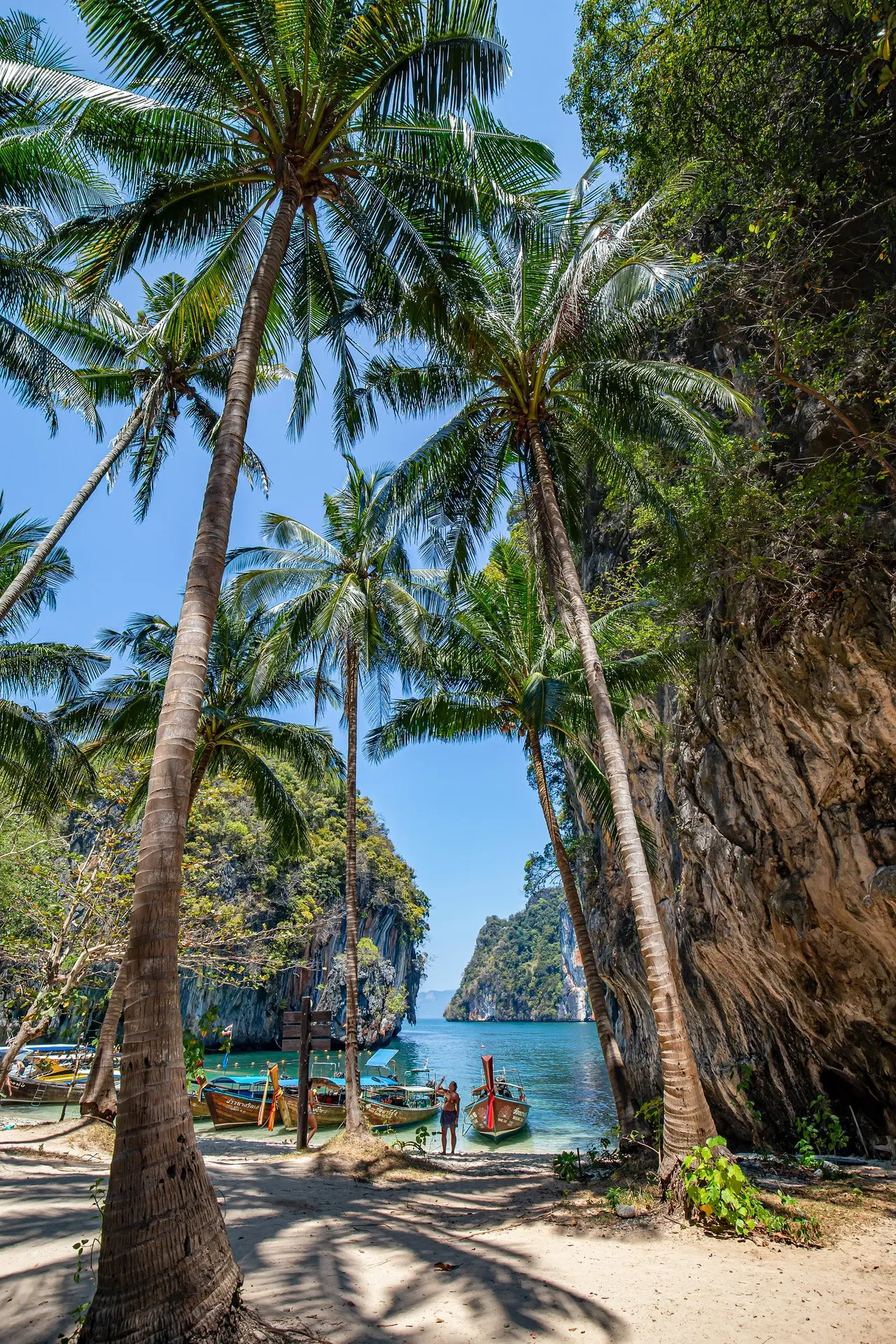 Krabi Thailand palm trees
