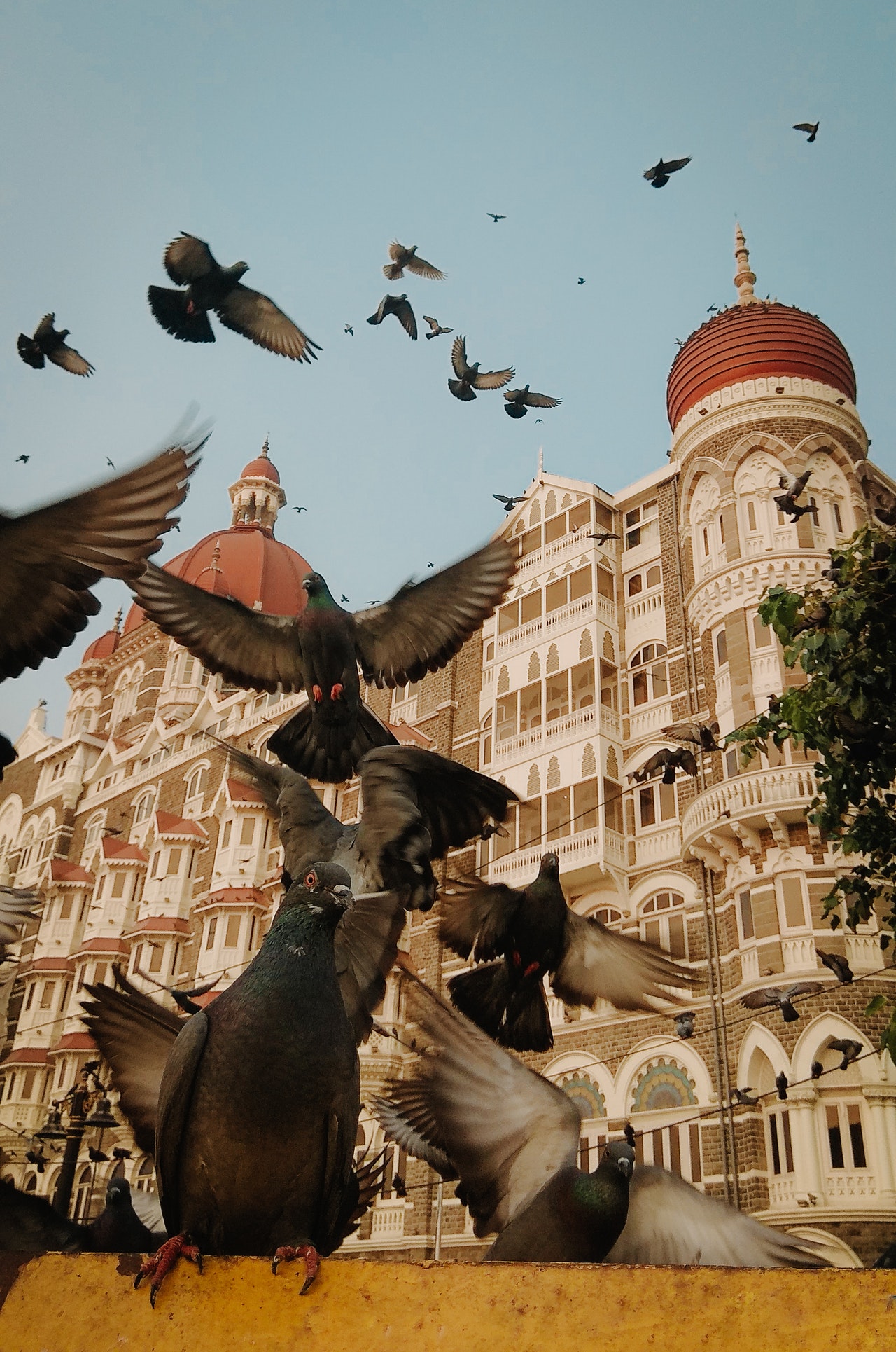 Homing pigeons pronounce 'Pigee'